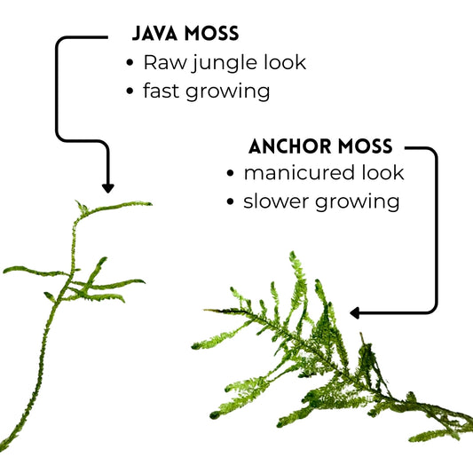 Java Moss (4 oz container)