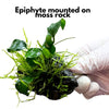 Custom Epiphyte on 2"-3" Moss Rock