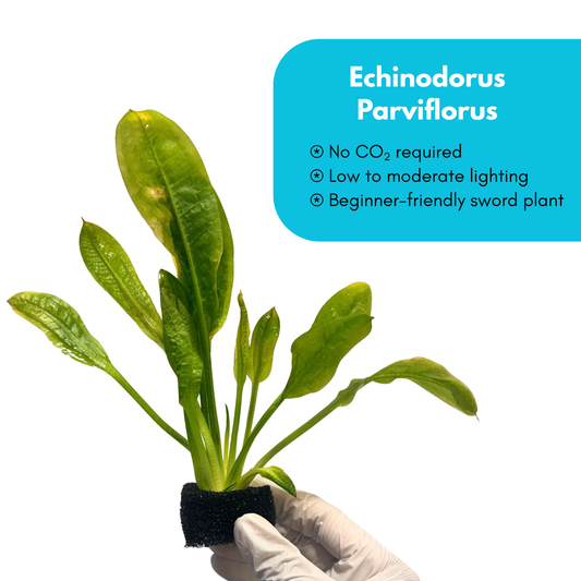 Echinodorus Parviflorus