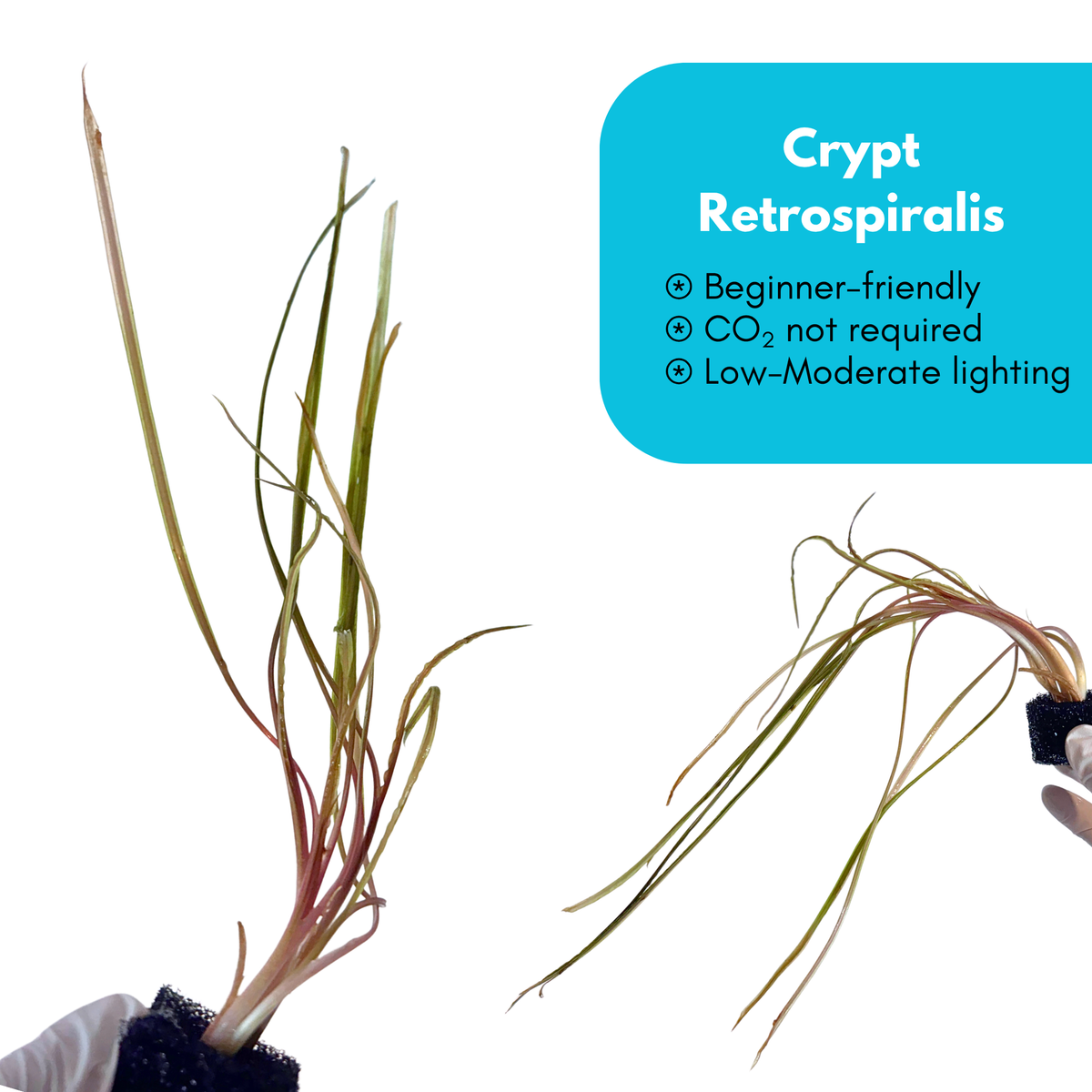 Cryptocoryne Retrospiralis