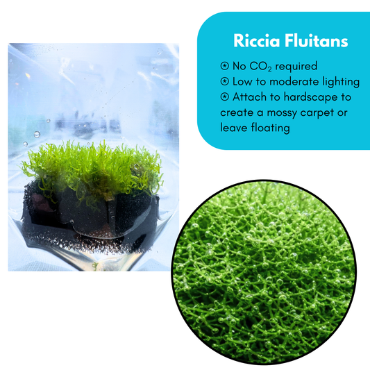 Riccia Fluitans