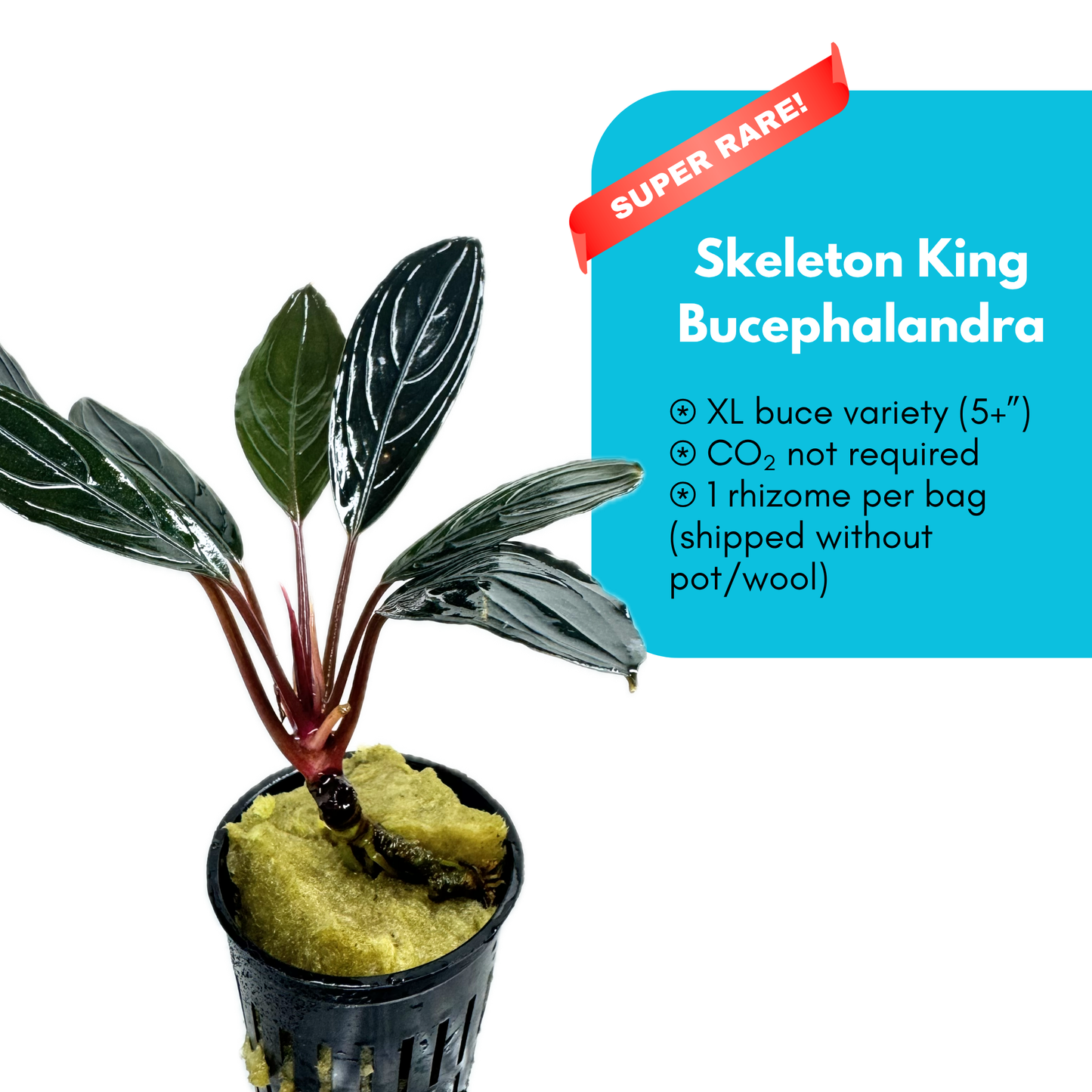 Skeleton King Bucephalandra