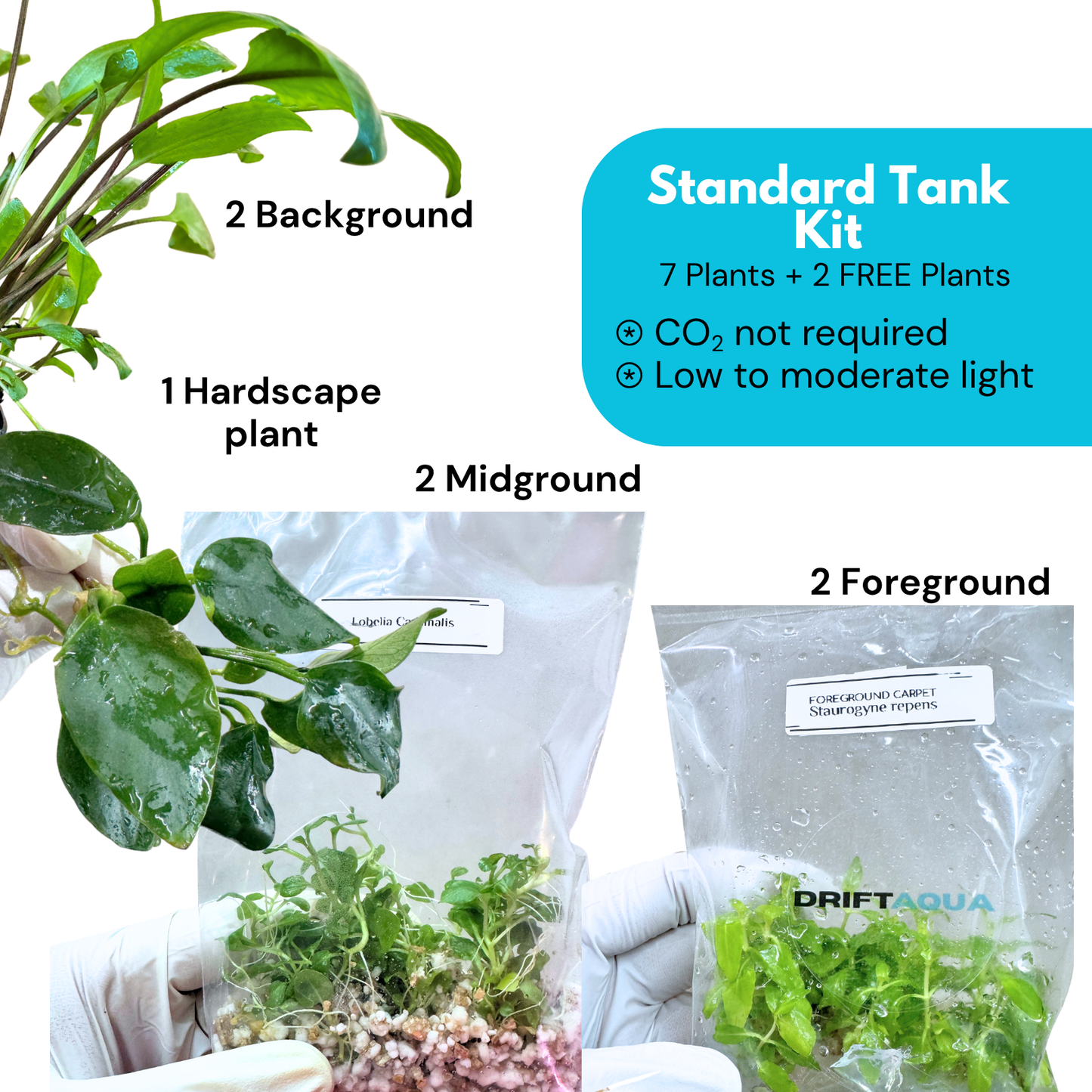 Medium Tank Kit + 2 FREE Plants
