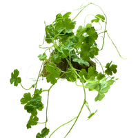 Japan Clover (Hydrocotyle tripatita 'Japan') - Free Reward