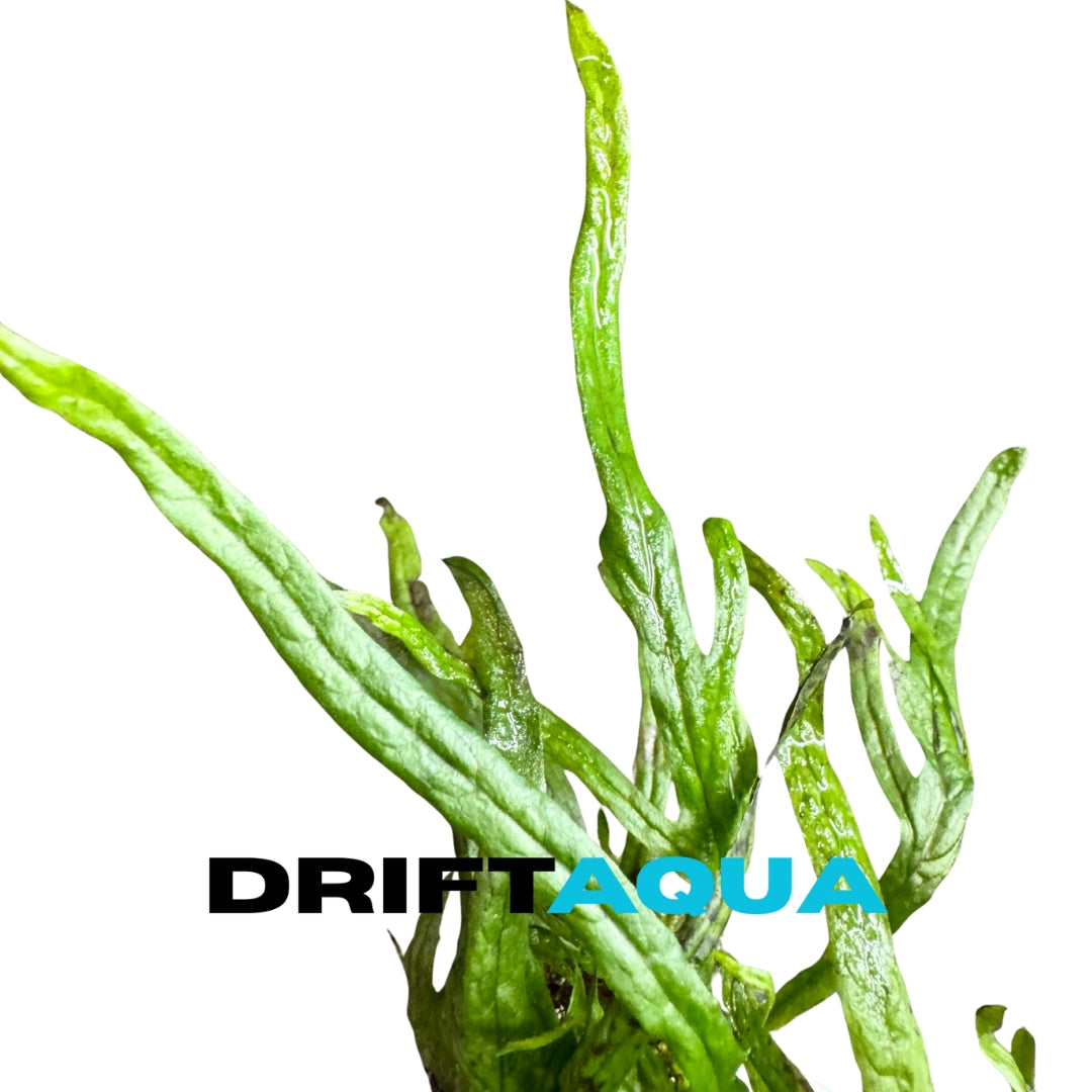 Trident Fern