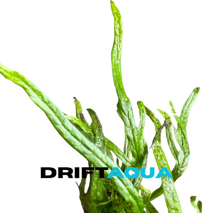 Trident Fern
