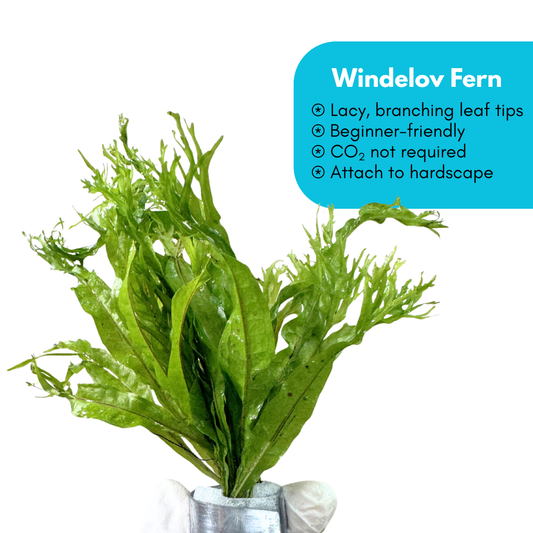 Windelov Java Fern